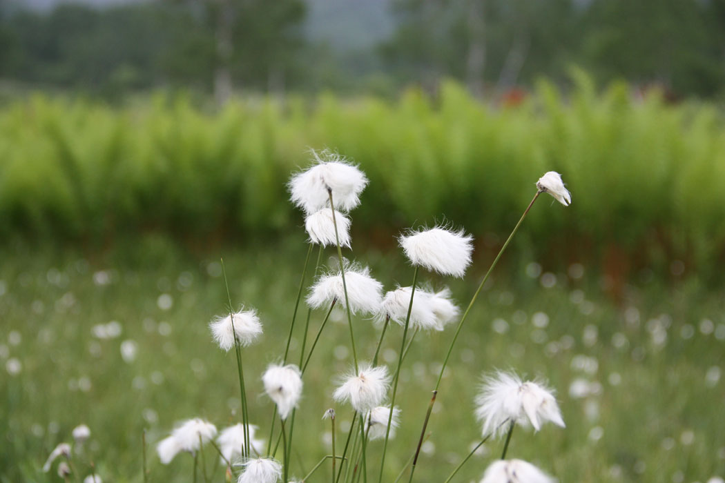 ワタスゲが群生している湿原　雨の後なので、まだ濡れている花穂も